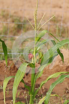Hybrid sweet corn fruit on a plant in the field