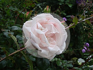 Hybrid Tea Rose