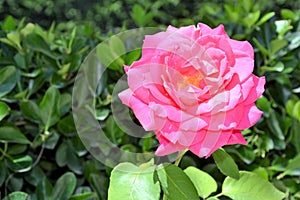 Beautiful pink rose Rosa flower blooming in the summer garden.