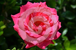 Beautiful pink rose Rosa flower blooming in the summer garden.