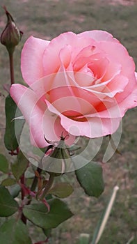 Hybrid Tea rose/beautiful pink rose in the spring season