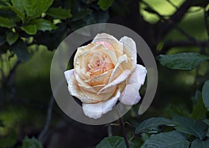 Hybrid Tea Rose, Dallas Arboretum