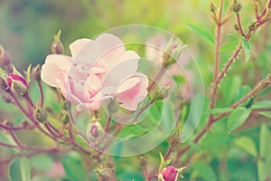 Hybrid tea rose. Delicate pink flower and buds of a fragrant rose. The concept of tenderness and fragility. Selective focus