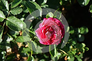 Hybrid tea rose, Rosa \'Acapella\' blooms with pink-white flowers in July in the park. Berlin, Germany photo
