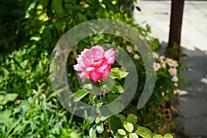 Hybrid tea rose, Rosa 'Eliza' blooms pink flowers in August. Rhodes Island, Greece