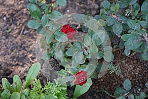 Hybrid tea rose, Rosa \'Graf Lennart\', syn. \'Marcel Pagnol\' blooms in October in the garden.