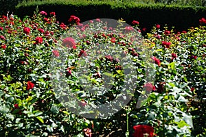 Hybrid tea rose, Rosa \'Grande Amore\' blooms with red flowers in July in the park. Berlin, Germany