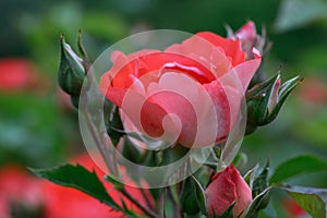 Floribunda Tea rose Rosa La Sauvage, an orange-red flower photo