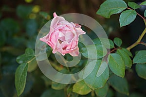 Hybrid tea rose, Rosa \'Mainzer Fastnacht\' blooms with silvery, lilac colored flowers in July. Potsdam