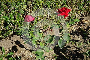 Hybrid tea rose, Rosa \'Papa Meilland\' blooms with dark red flowers in July in the park. Berlin, Germany