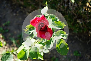 Hybrid tea rose, Rosa \'Papa Meilland\' blooms with dark red flowers in July in the park. Berlin, Germany