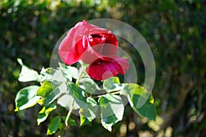 Hybrid tea rose, Rosa \'Papa Meilland\' blooms with dark red flowers in July in the park. Berlin, Germany