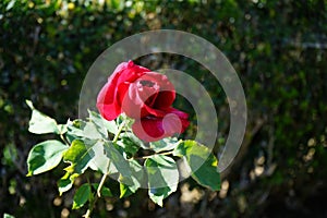 Hybrid tea rose, Rosa \'Papa Meilland\' blooms with dark red flowers in July in the park. Berlin, Germany