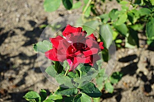 Hybrid tea rose, Rosa \'Papa Meilland\' blooms with dark red flowers in July in the park. Berlin, Germany