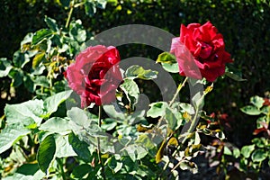 Hybrid tea rose, Rosa \'Papa Meilland\' blooms with dark red flowers in July in the park. Berlin, Germany