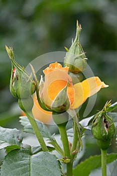 Hybrid tea rose Rosa Portoroz, budding semi-double apricot flower