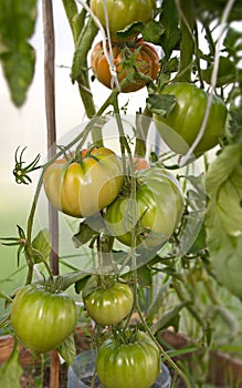 Hybrid tomato `Sarra F1` in a greenhouse on a branch Matures a new crop large ribbed fruits of a delicious vegetable vertical fram