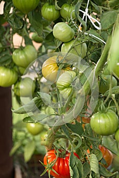 Hybrid tomato `Sarra F1` in a greenhouse on a branch Matures a new crop large ribbed fruits of a delicious vegetable vertical fram