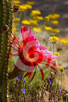 Hybrid Torch Cactus