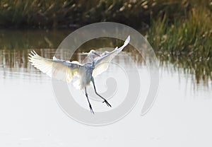 Hybrid Tricoloured Heron x Snowy Egret 01