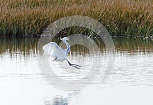 Hybrid Tricoloured Heron x Snowy Egret 05