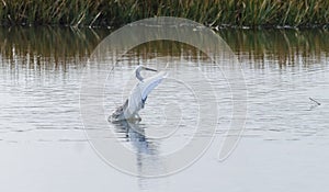 Hybrid Tricoloured Heron x Snowy Egret 06