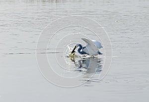 Hybrid Tricoloured Heron x Snowy Egret Catching a Fish 07