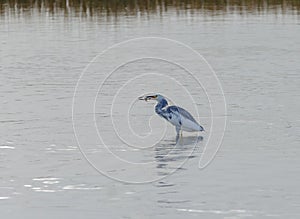 Hybrid Tricoloured Heron x Snowy Egret Catching a Fish 08