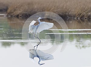 Hybrid Tricoloured Heron x Snowy Egret