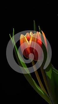 Hybrid tulip flower of red and yellow color surrounded by its tall leaves, dark background.