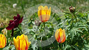 Hybrid Twinkle Tulip flowers in gardenbed with Peonies in spring breeze, 4K