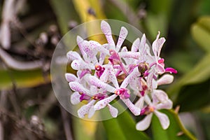 Hybrid Vanda orchid , Fah Mui
