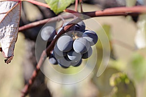 Hybrid of vitis labrusca and vinifera