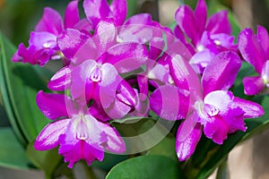 Hybrid vivid pink dendrobium orchid flower