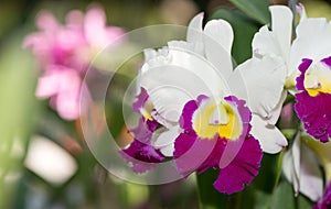 Hybrid white and red cattleya orchid flower