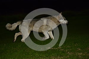 Hybrid wolf dog