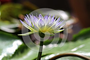 Hybrid Yellow Blue Waterlily