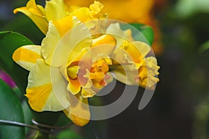 Hybrid yellow Cattleya flower orchids in garden