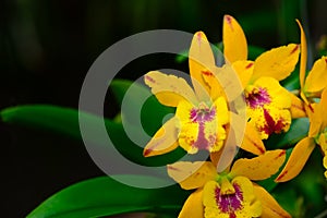 Hybrid yellow Cattleya flower orchids in garden