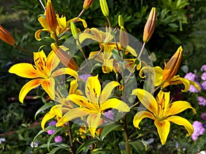 Hybrid of yellow lily Firebird bloom in the front garden on a sunny summer day