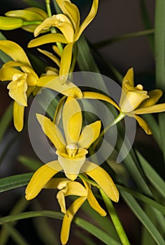 Hybrid yellow Oncidium orchid flower