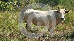 Hybrid of zebu and European cattle