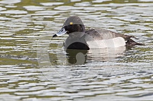 Hybride Kuifeend x Tafeleend, Hybrid Tufted Duck x Common Pochard, Aythya fuligula x Aythya ferina