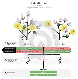 Hybridization Infographic Diagram with example of cotton plant