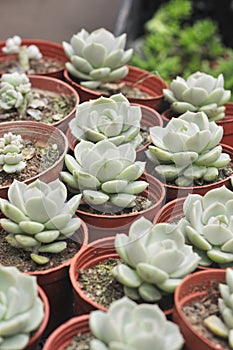 Hybridization succulent, Graptoveria Titubans,crassulaceae