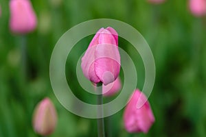 Pink flower of tulip sort Don quichotte. photo