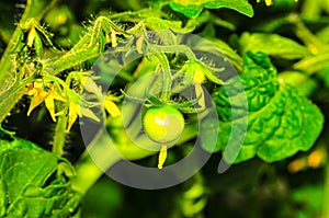Hydroponic tomato plant with tiny green tomato