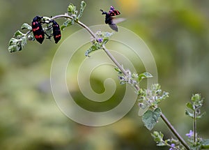 Hycleus beetle on hunt