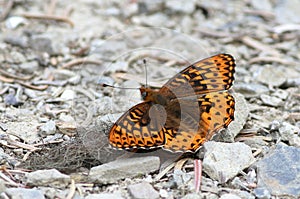 Hydaspe Fritillary - Speyeria hydaspe