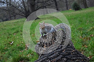 Hyde Park London Squirrel photo